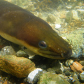 Prélèvements par la pêche